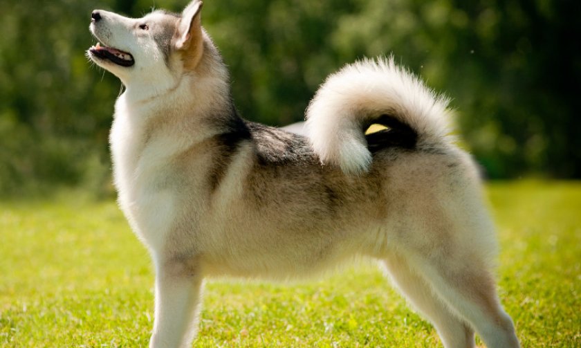 Сибирская лайка