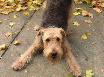 Порода собак эрдельтерьер и эрдельтерьер мини — король терьеров