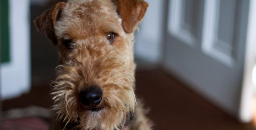 эрдельтерьер