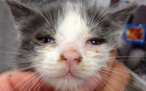 микоплазмоз