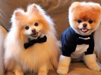 Шпицы — разновидности породы: фото, видео, описание породы и её видов