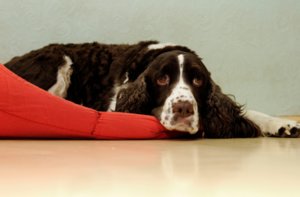 токсоплазмоз