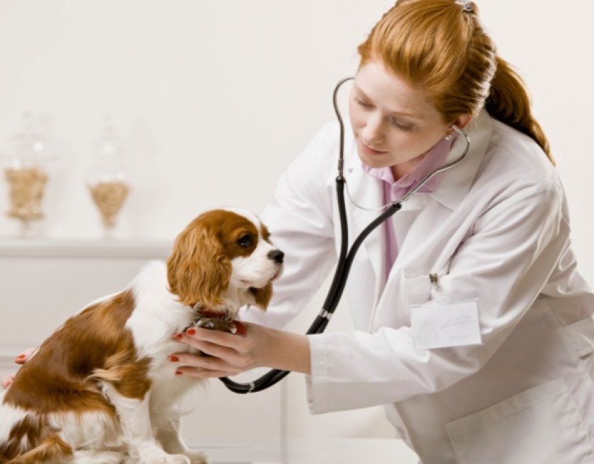 токсоплазмоз