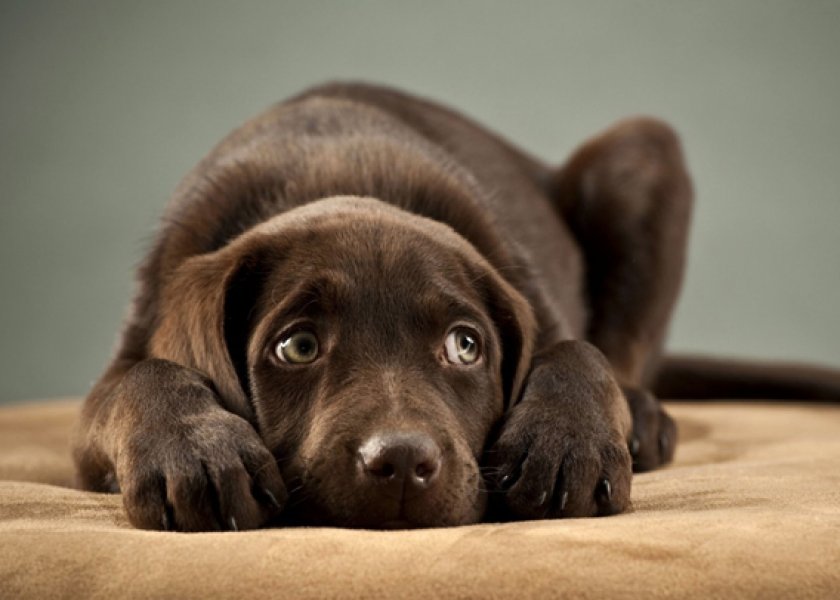 токсоплазмоз