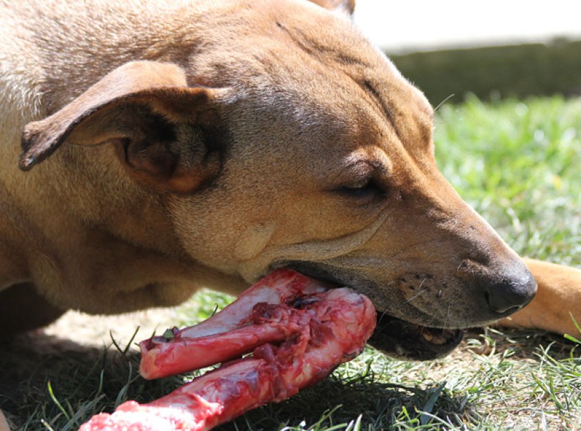 токсоплазмоз