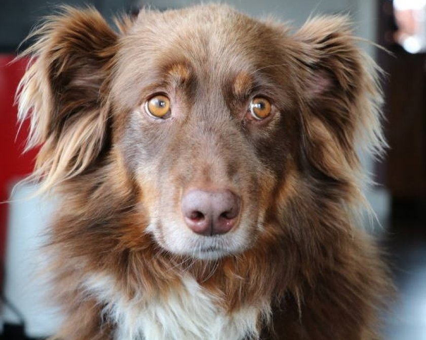 токсоплазмоз