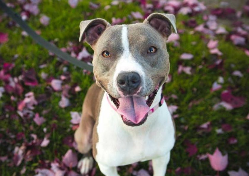 токсоплазмоз