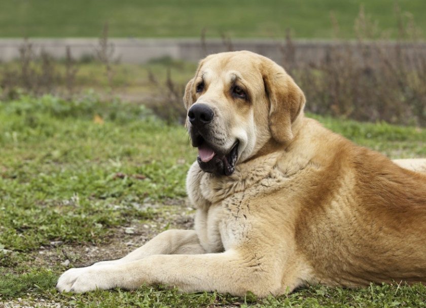 Испанский мастиф