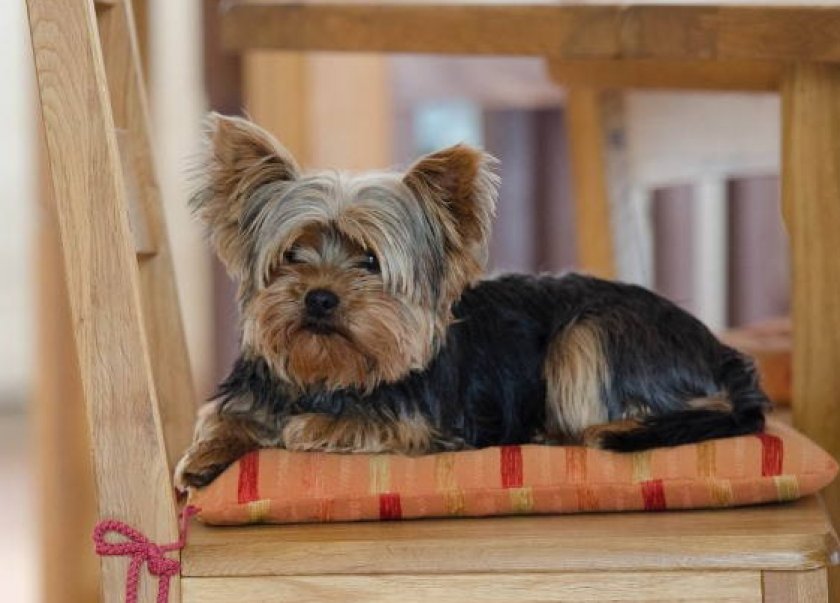 токсоплазмоз