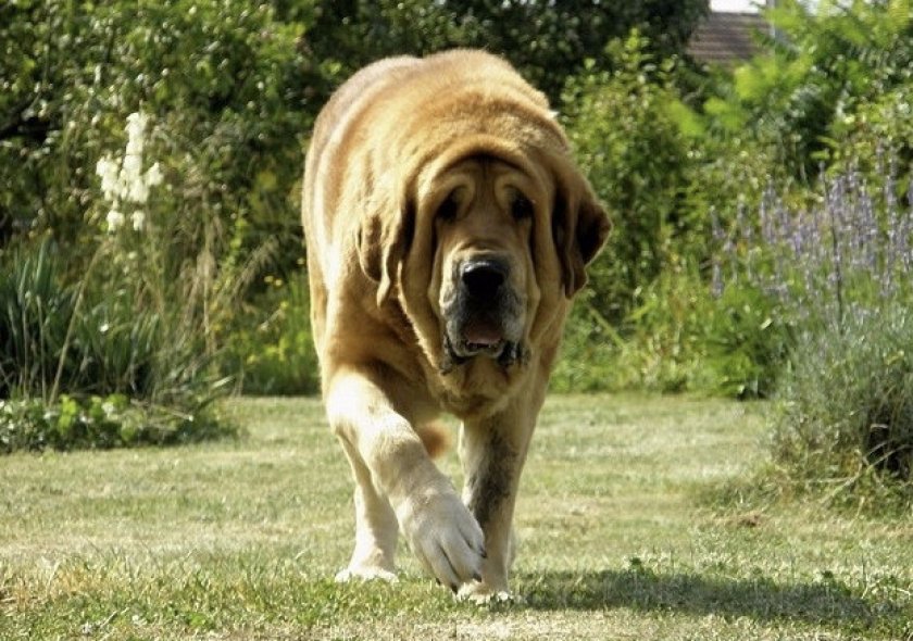 Испанский мастиф