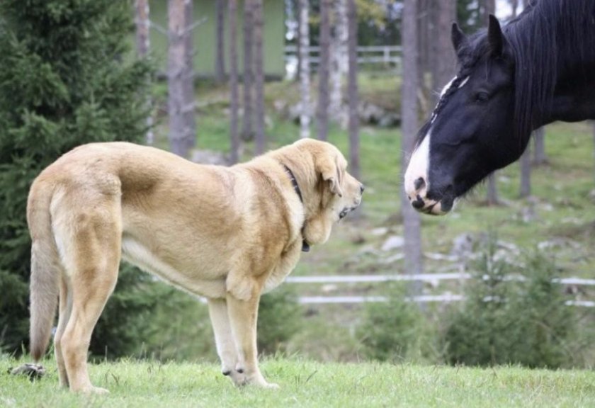 Испанский мастиф