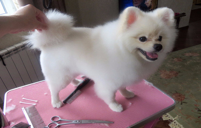 Шпицы — разновидности породы: фото, видео, описание породы и её видов