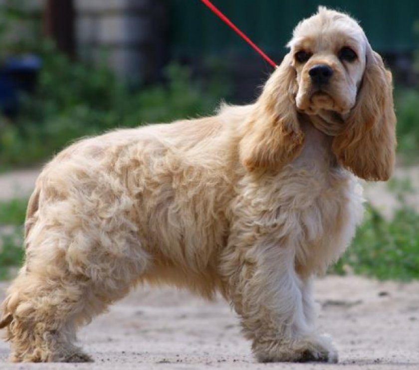 американский кокер-спаниель американский кокер-спаниель