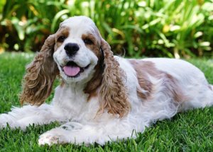 Poroda Sobak Amerikanskij Koker Spaniel Foto Video Opisanie Porody I Harakter
