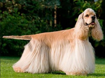 Порода собак американский кокер-спаниель — мастер обольщения