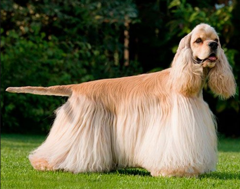 американский кокер-спаниель американский кокер-спаниель