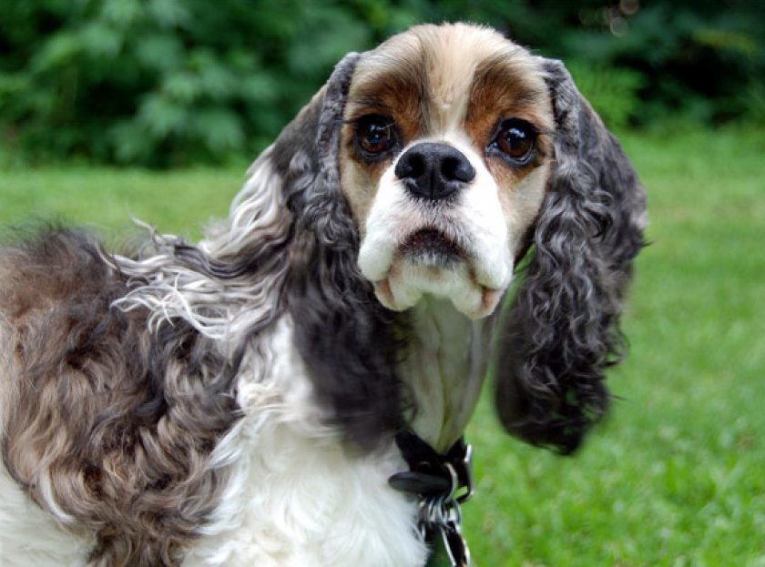 американский кокер-спаниель американский кокер-спаниель