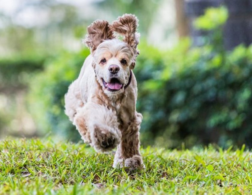 спаниель спаниель