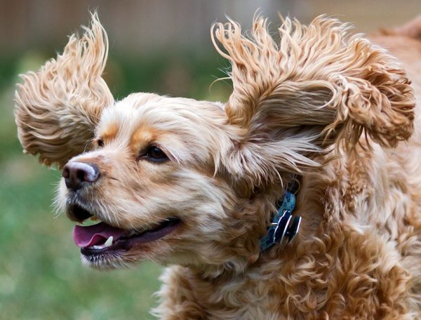 американский кокер-спаниель американский кокер-спаниель