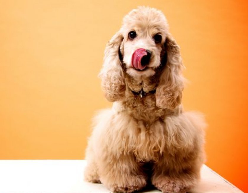 американский кокер-спаниель американский кокер-спаниель