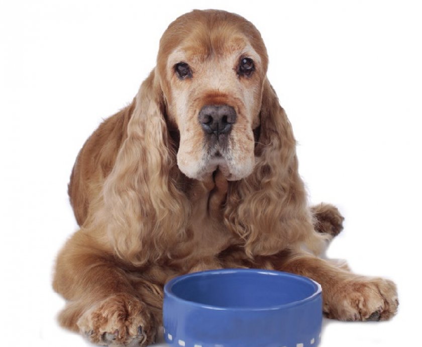 американский кокер-спаниель американский кокер-спаниель