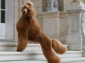 Большой королевский пудель. У пуделя есть только один недостаток — он не может жить вечно!