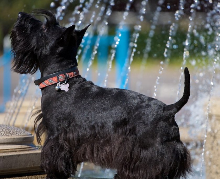 скотч терьер скотч терьер