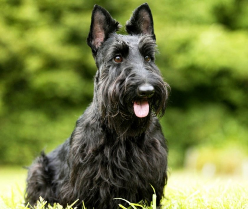 скотч терьер скотч терьер