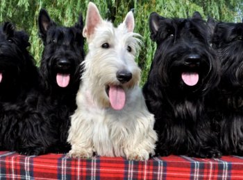 Порода собак скотч терьер — самая знаменитая порода мелких терьеров
