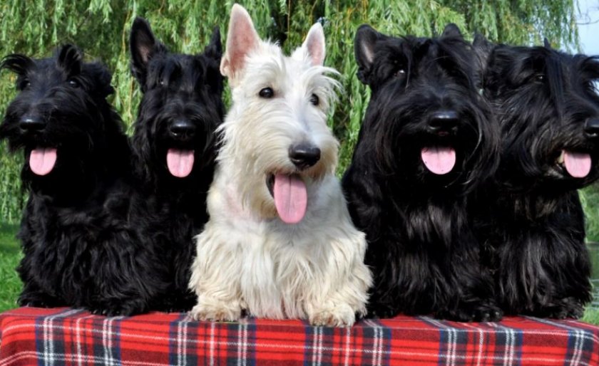 скотч терьер скотч терьер