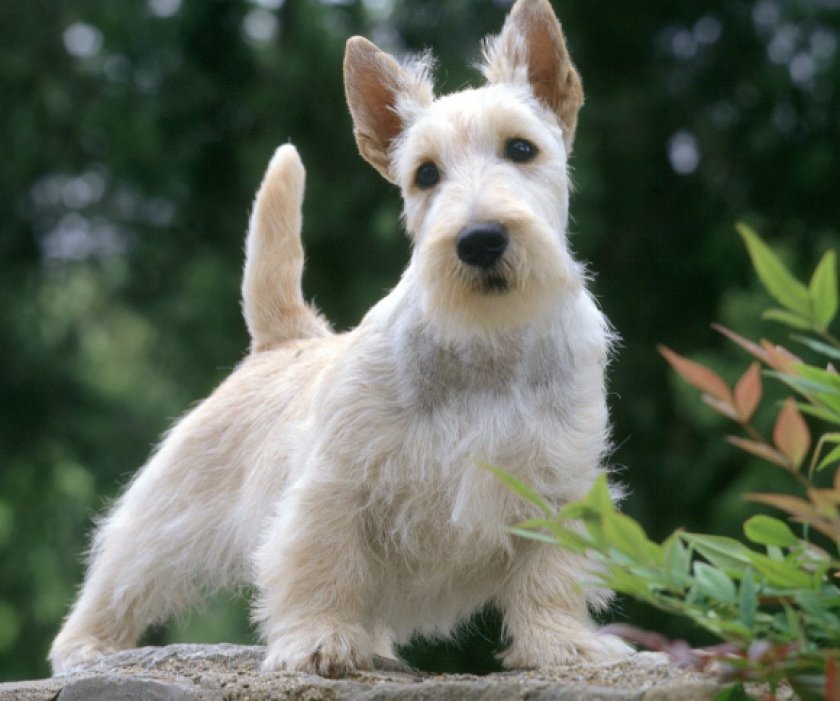 скотч терьер скотч терьер
