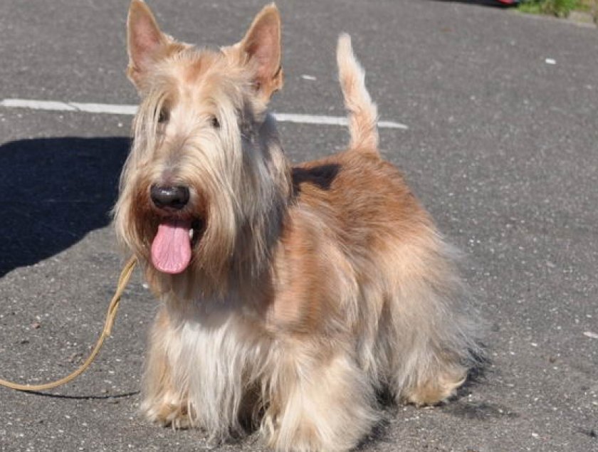 скотч терьер скотч терьер