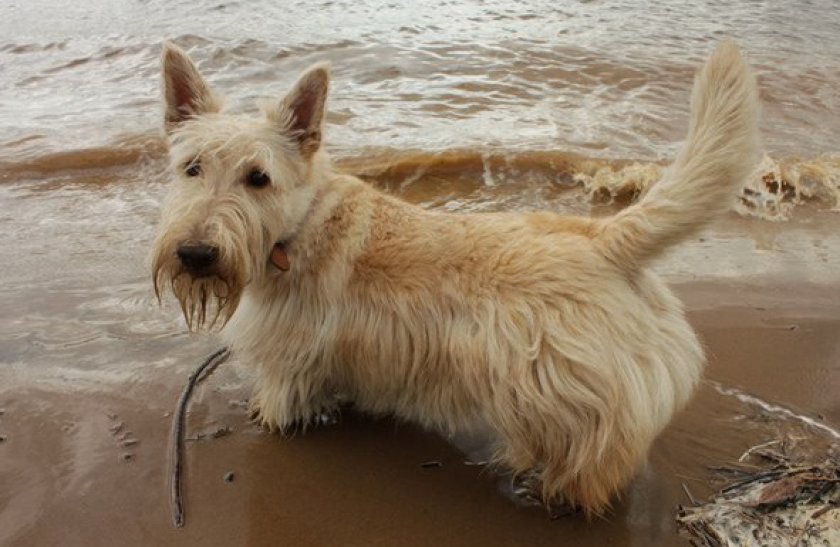 скотч терьер скотч терьер