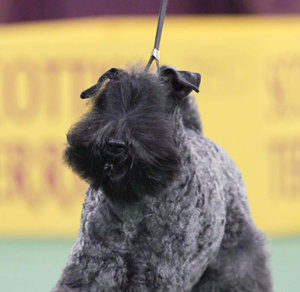 Керри-блю-терьер