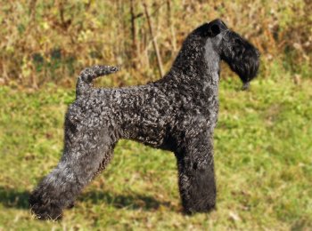 Родом из графства Керри: описание породы собак керри-блю-терьер