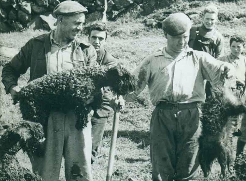 Керри-блю-терьер