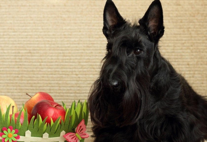 скотч терьер скотч терьер