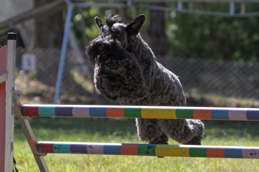 Керри-блю-терьер