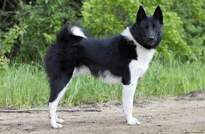 Русско-европейская лайка