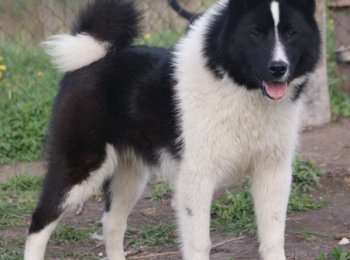 Русско-европейская лайка — прирожденный охотник и верный товарищ