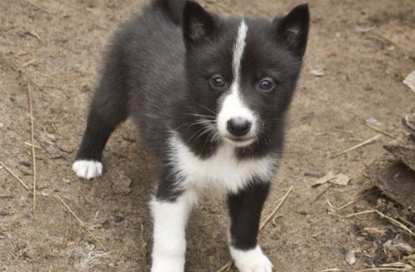 Щенок Щенок