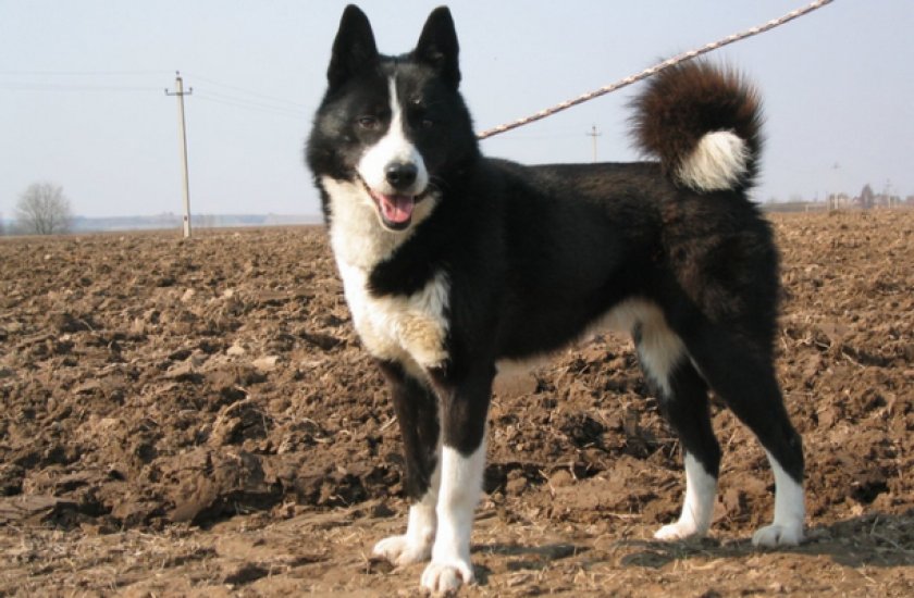 Русско-европейская лайка Русско-европейская лайка