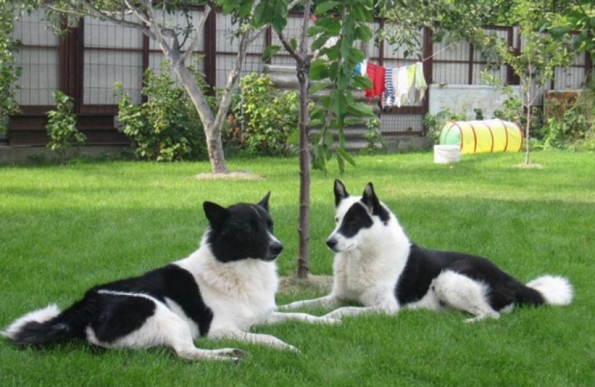 Русско-европейская лайка