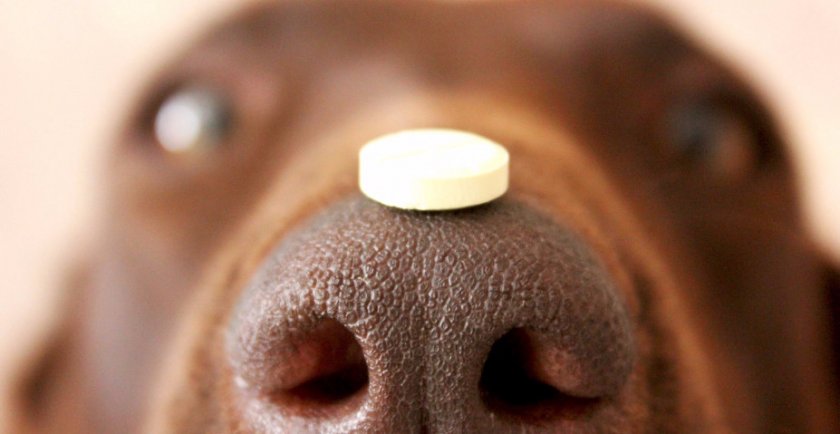 Собака Собака