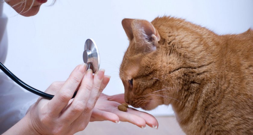 кошка кошка