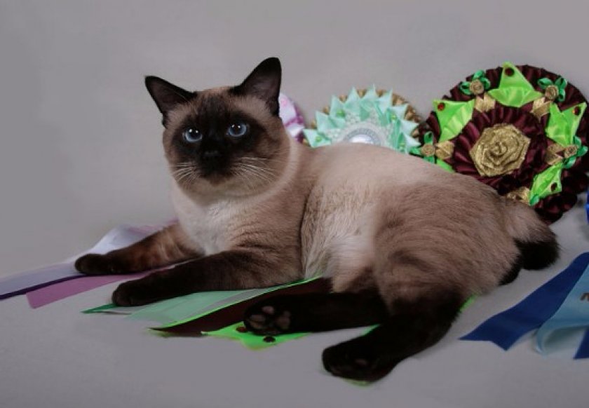 Меконгский бобтейл