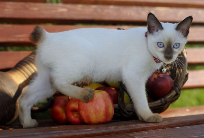 Меконгский бобтейл