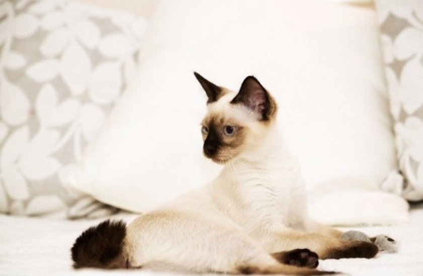 Меконгский бобтейл