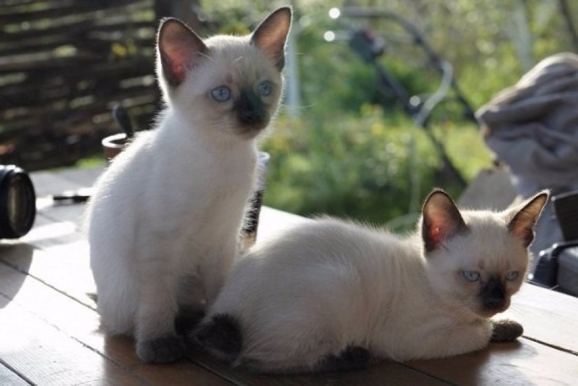 Меконгский бобтейл котята