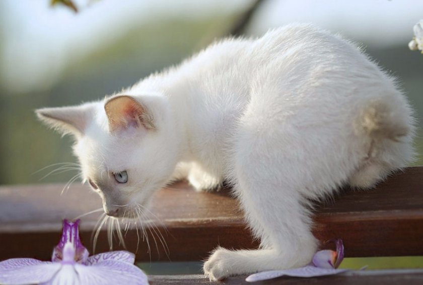 Меконгский бобтейл